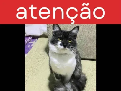Gato SRD-ViraLata Medio 5-anos