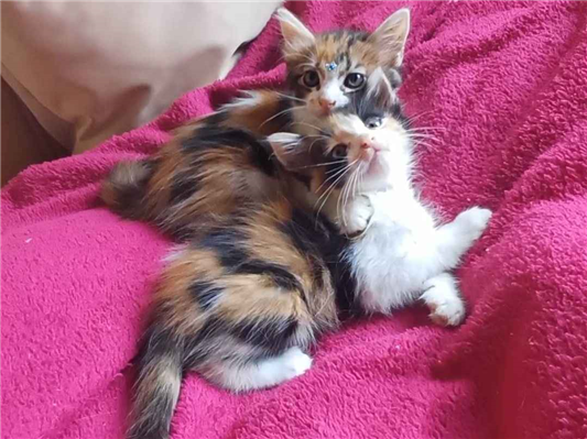 Gato Mix persa Pequeno Abaixo-de-2-meses