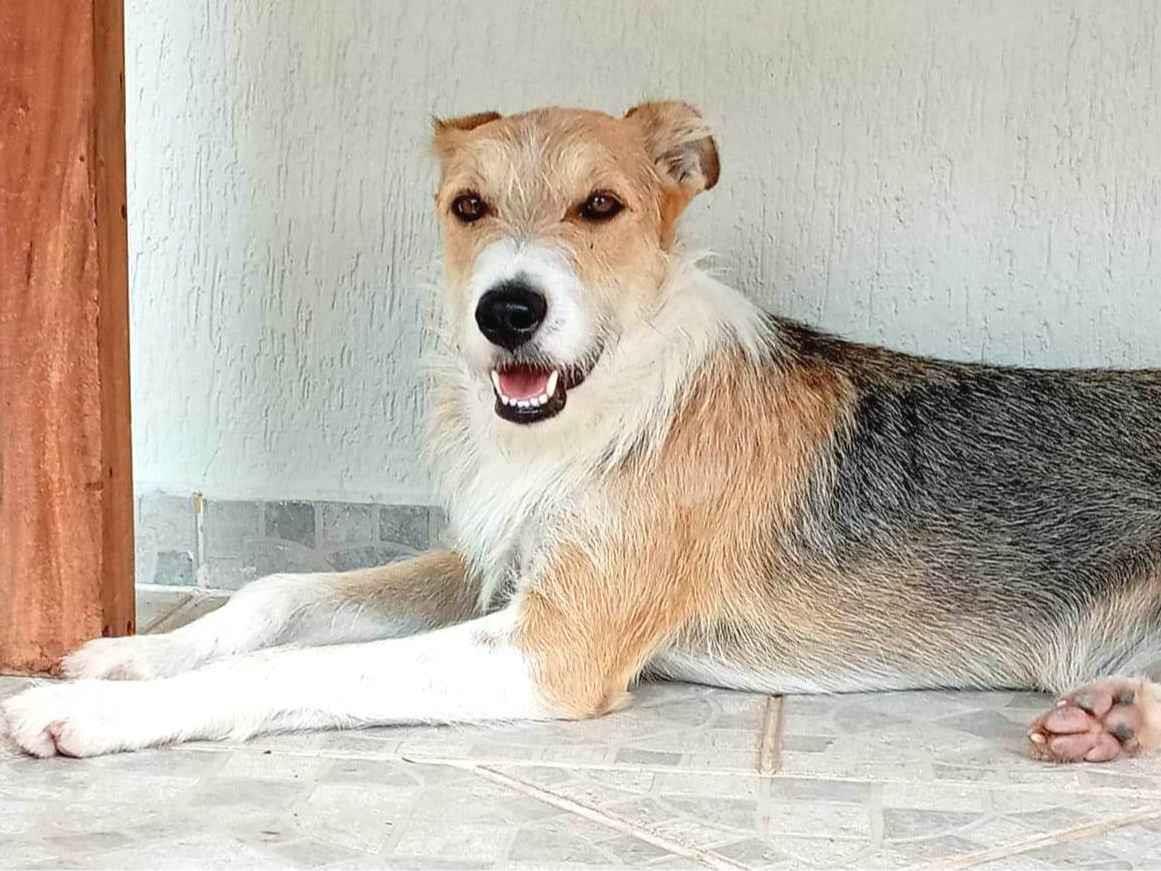 Adoção de Cachorro Campinas/SP | Max | 4 anos | Raça SRD-ViraLata | tamanho Médio