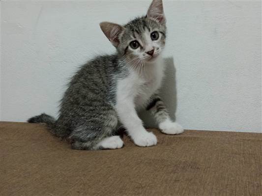 Gato tamanho Pequeno Femea 2-a-6-meses para adoção