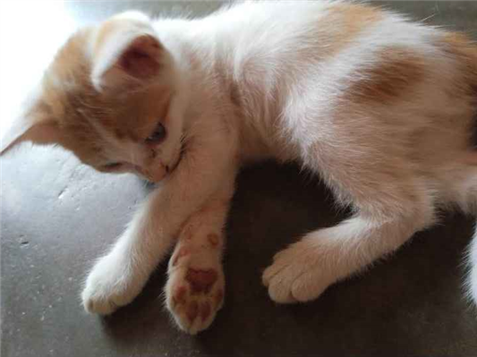 Gato Comum  Pequeno 2-a-6-meses