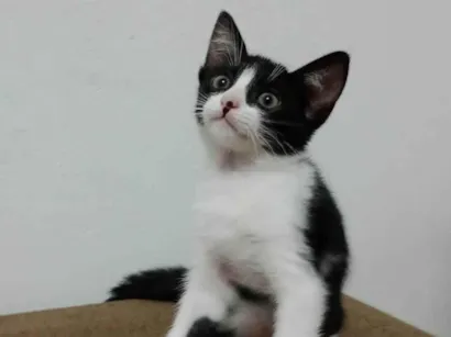 Gato Srd Medio 2-a-6-meses