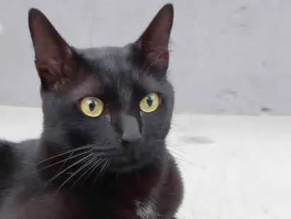 Gato SRD-ViraLata Pequeno 2-anos