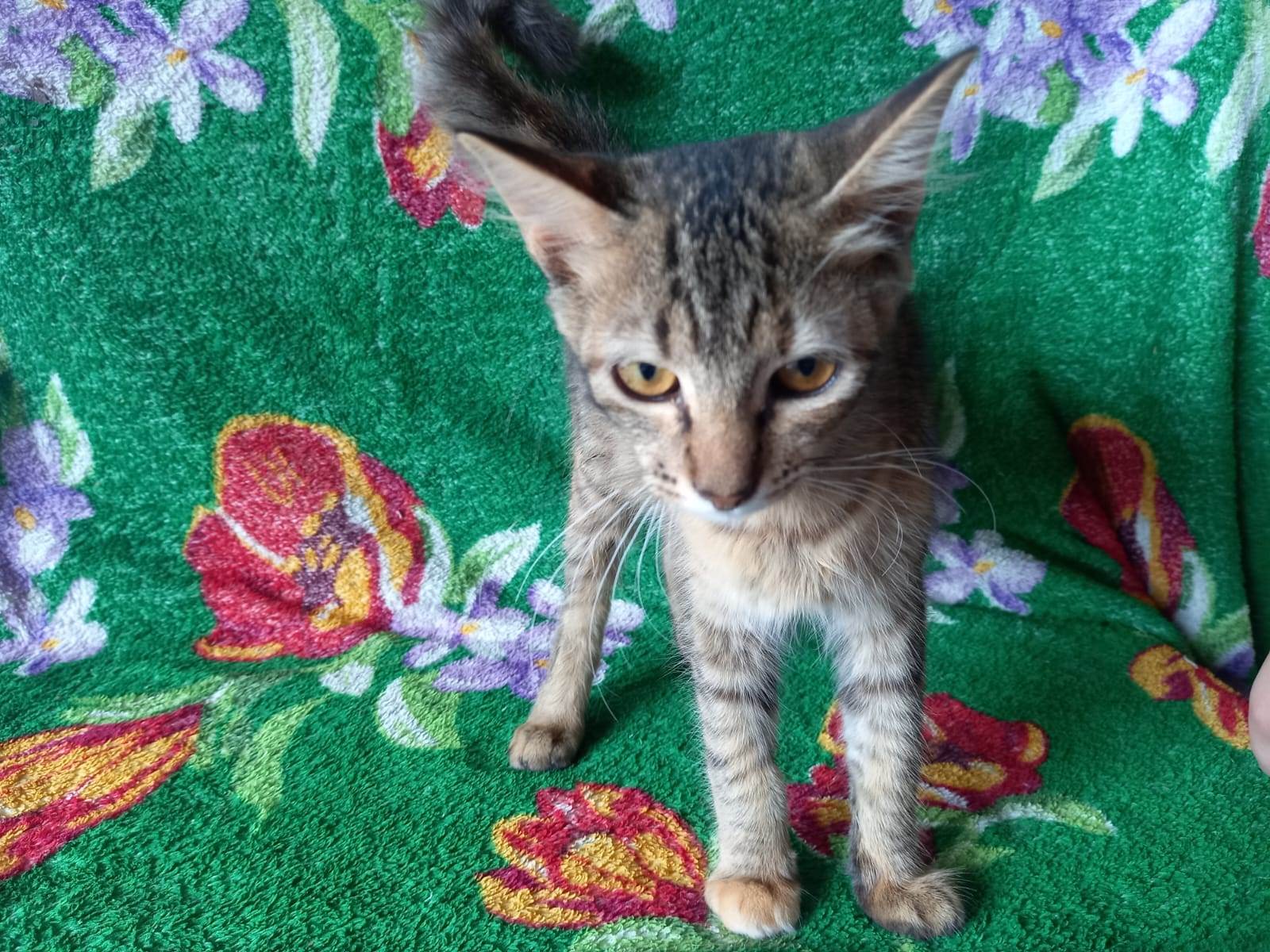 Adoção de Gato Ibiúna/SP | Felix | 2 a 6 meses | Raça SRD-ViraLata | tamanho Pequeno