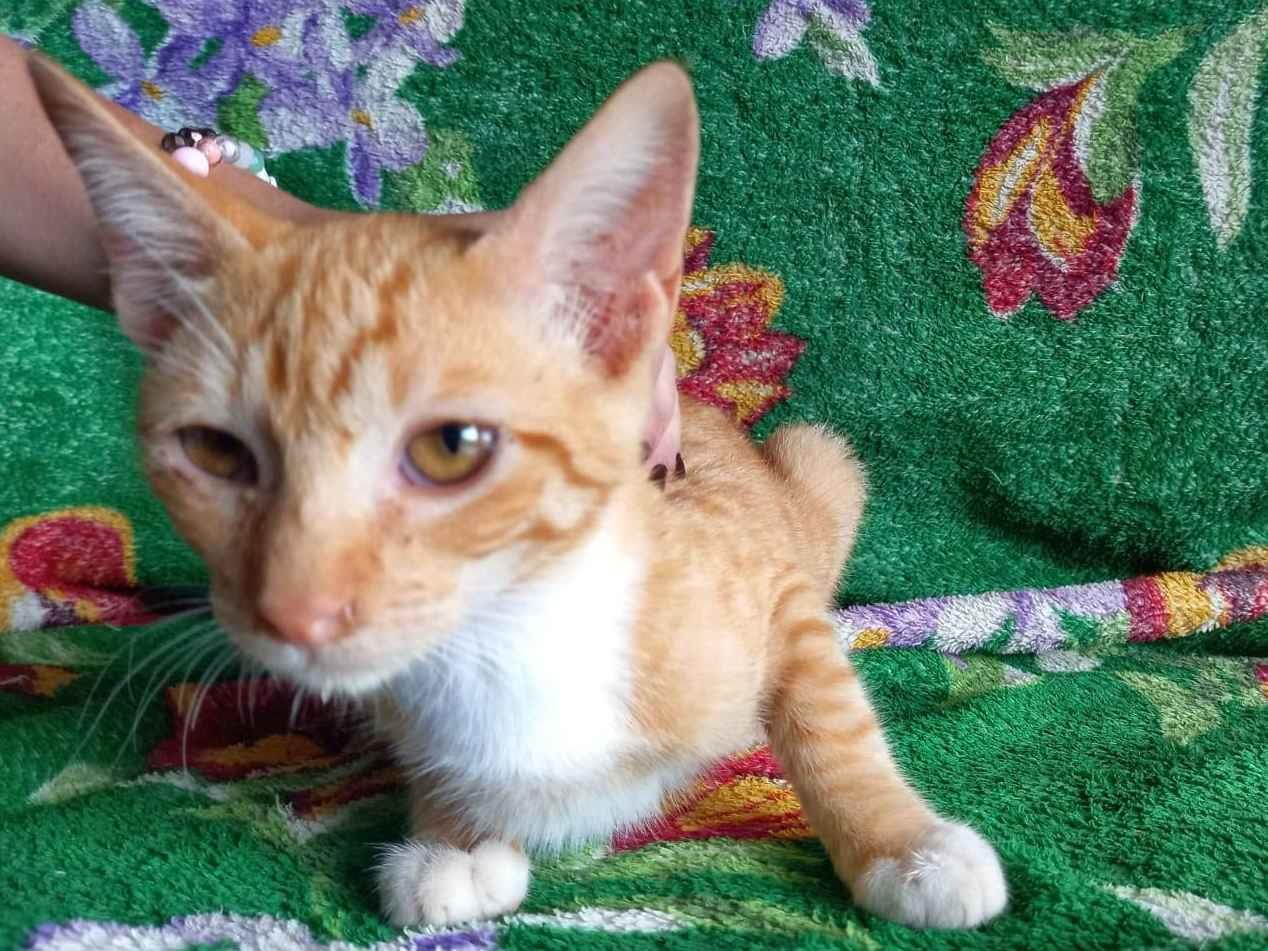 Adoção de Gato Ibiúna/SP | Felix | 2 a 6 meses | Raça SRD-ViraLata | tamanho Pequeno