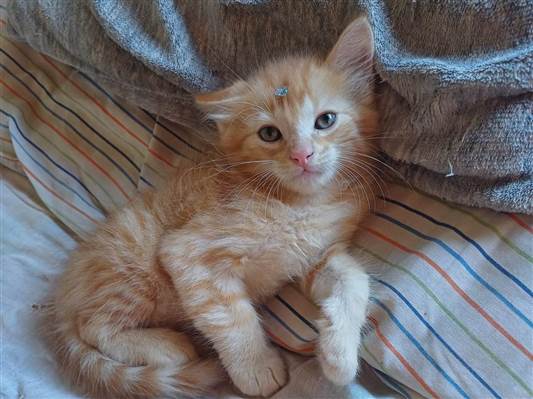 Gato Mix Persas  Pequeno Abaixo-de-2-meses