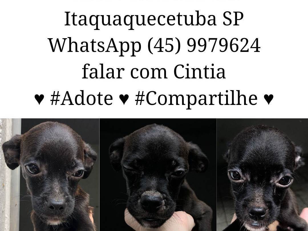 Adoção de Cachorro Itaquaquecetuba/SP | Resgate Urgente |   | Raça  | tamanho Médio
