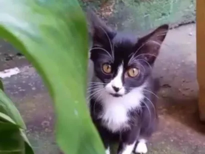 Gato SR Pequeno 2-a-6-meses