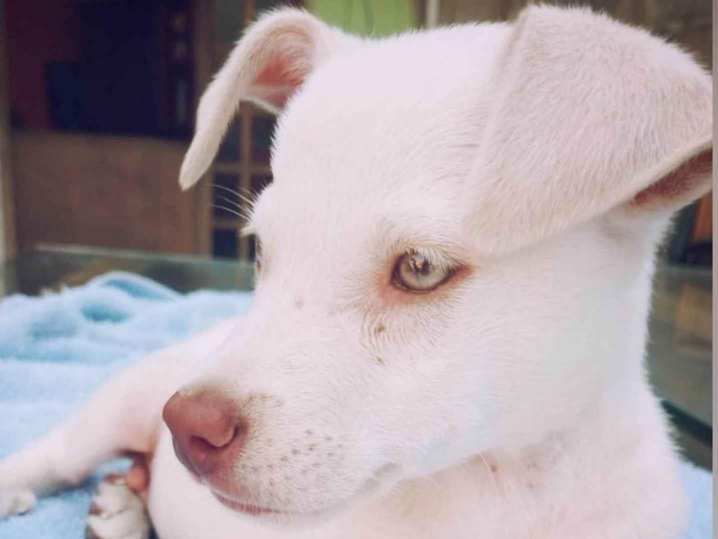 Adoção de Cachorro São Paulo/SP | Zeca ou Susi | 3 anos | Raça Daschund Teckel pêlo duro | tamanho Pequeno