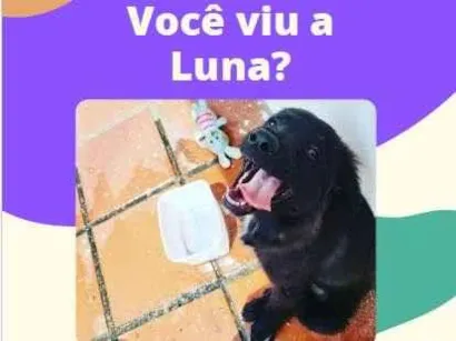 Cao SRD Medio 1-ano