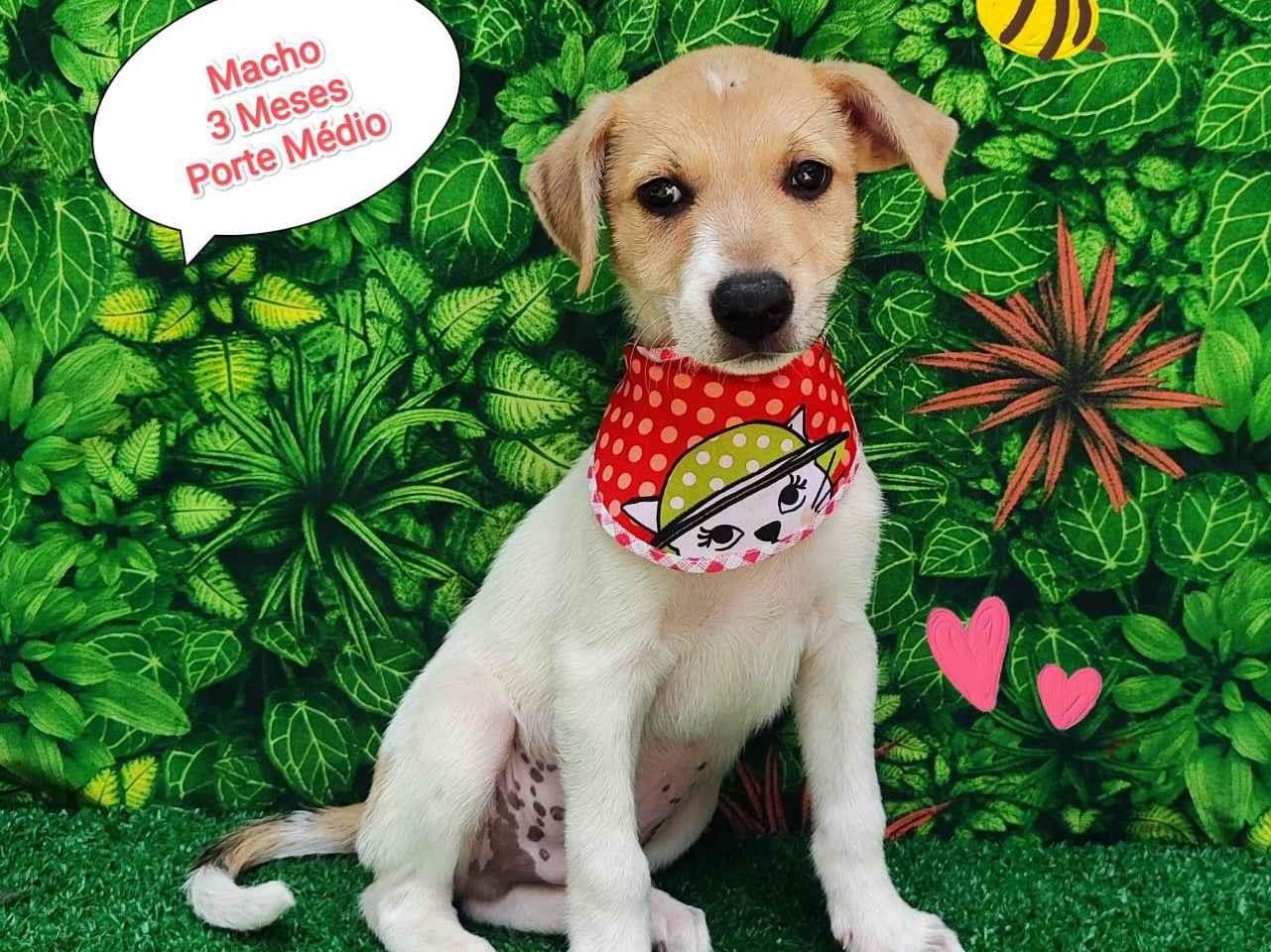 Adoção de Cachorro São Paulo/SP | Belle | 7 a 11 meses | Raça  | tamanho Pequeno
