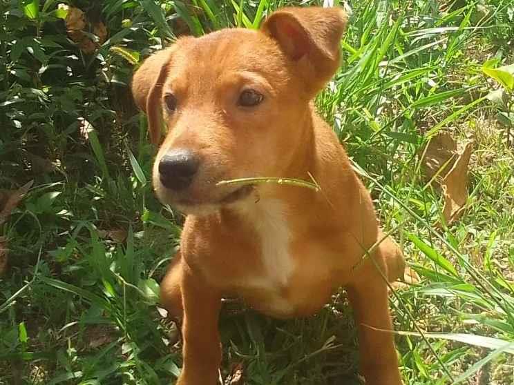 Adoção de Cachorro Belo Horizonte/MG | Sem nome  | Filhote | Raça Sem raça  | tamanho Médio