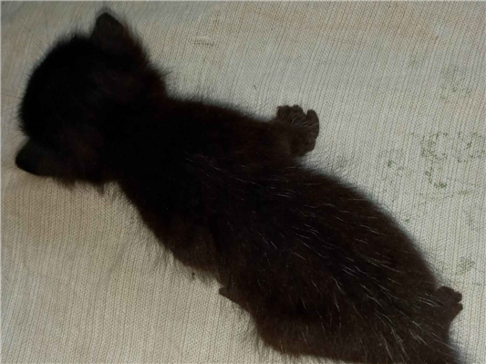 Gato SRD-ViraLata Pequeno Abaixo-de-2-meses