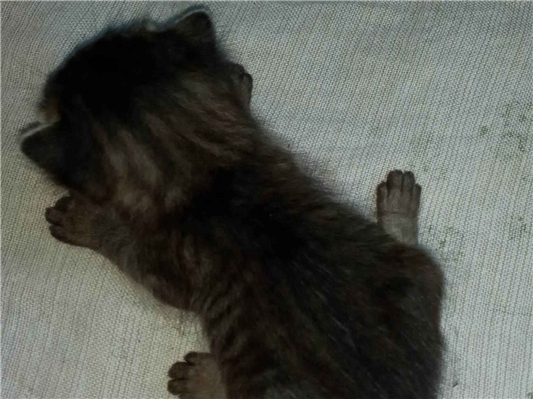 Gato SRD-ViraLata Pequeno Abaixo-de-2-meses