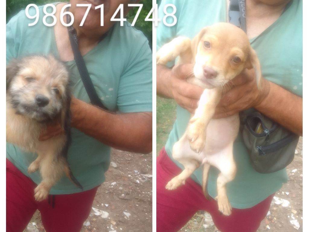 Adoção de Cachorro Belo Horizonte/MG | Bartek e Agnes  | 2 a 6 meses | Raça Sem raca | tamanho Médio