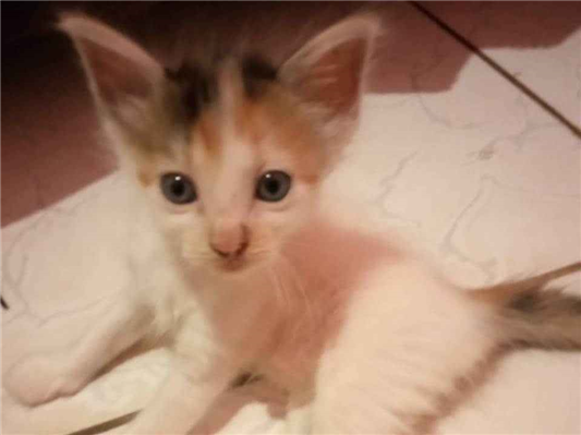 Gato Siamês (a mãe deles é siamês)  Medio Abaixo-de-2-meses