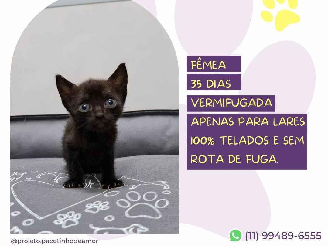 Adoção de Gato São Paulo/SP | Alice | 2 a 6 meses | Raça Srd | tamanho Pequeno