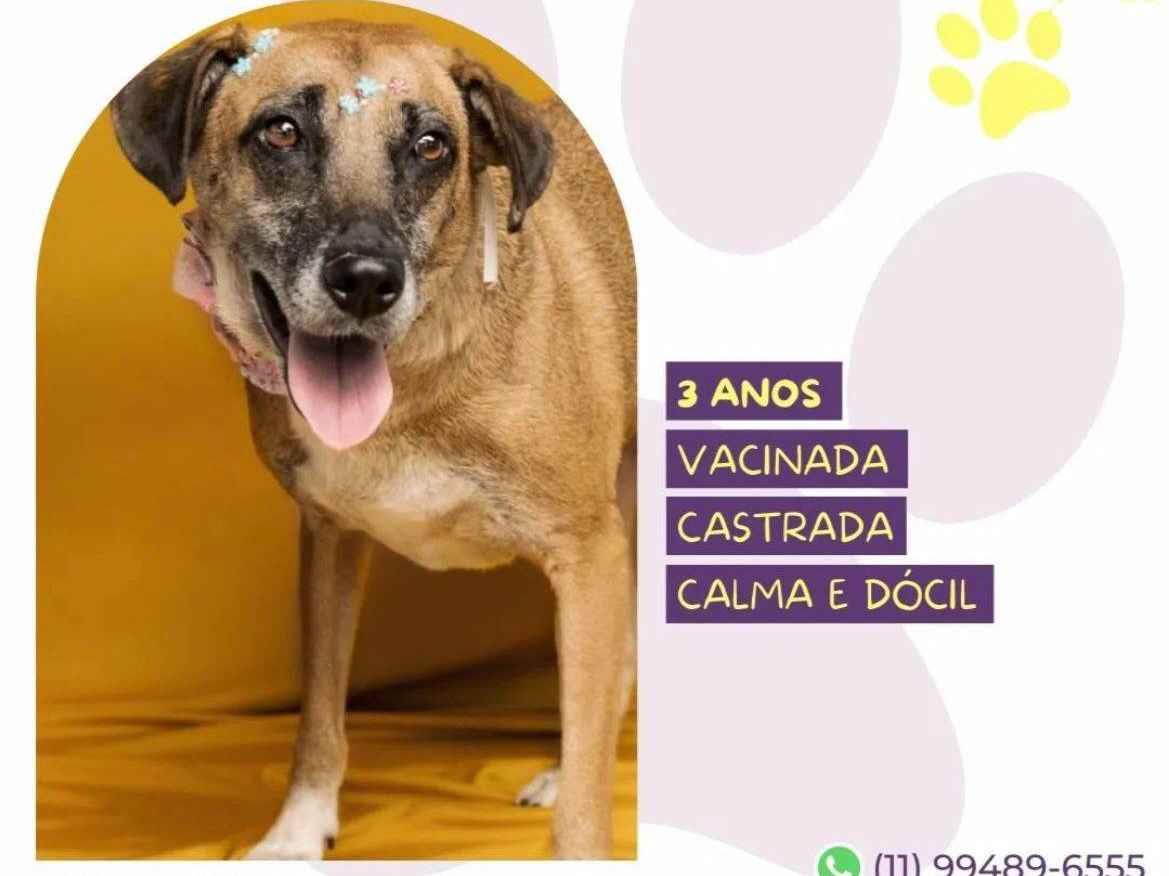 Adoção de Cachorro São Paulo/SP | Zeus | 2 anos | Raça Labralata | tamanho Médio