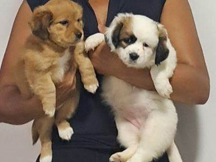 Cachorro tamanho Pequeno Femea Abaixo-de-2-meses para adoção
