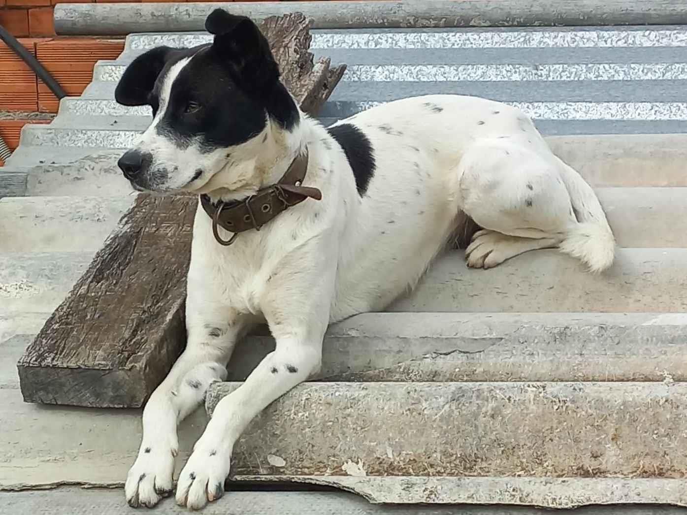 Adoção de Cachorro Guarulhos/SP | Zoe | 2 a 6 meses | Raça SRD-ViraLata | tamanho Médio