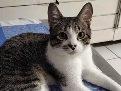 Gato Srd Pequeno 1-ano