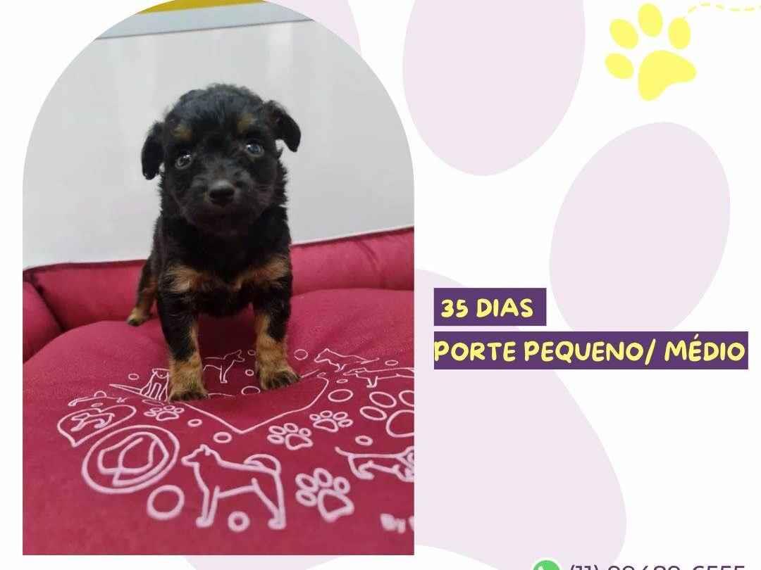 Adoção de Cachorro São Paulo/SP | Tour | 2 a 6 meses | Raça Sem raça definida  | tamanho Médio