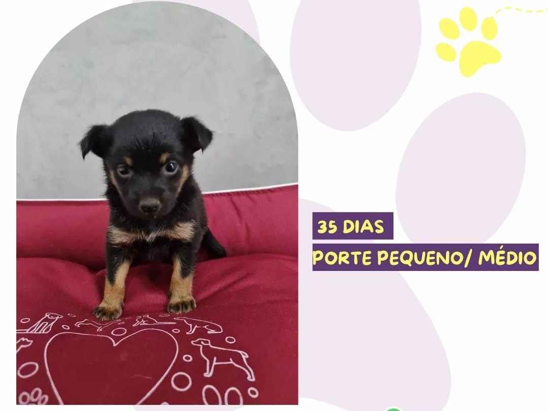 Adoção de Cachorro São Paulo/SP | Neném  | Filhote | Raça Srd  | tamanho Médio