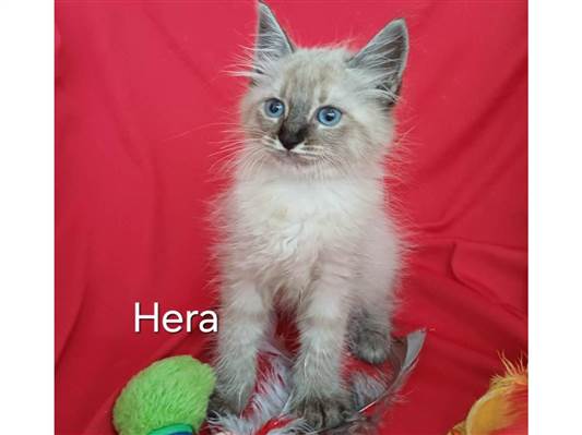 Hera | Gato  Pequeno | Femea | SRD-ViraLata