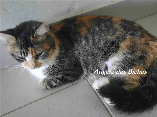 MORGANA | Gato  Grande | Femea | SRD-ViraLata