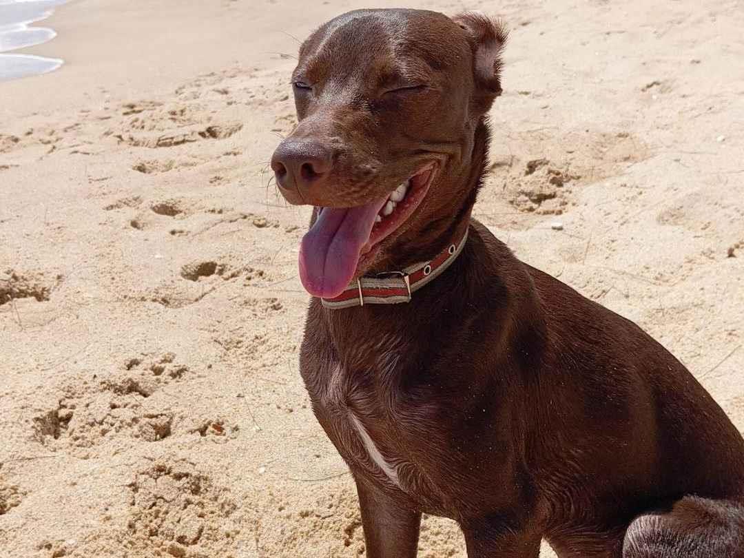 Adoção de Cachorro Rio das Ostras/RJ | Pandora  | 2 anos | Raça SRD-ViraLata | tamanho Médio