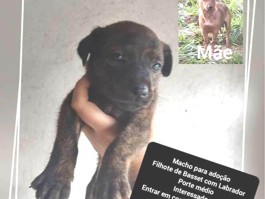 Adoção de Cachorro São Paulo/SP | LOCK | 7 a 11 meses | Raça Srd | tamanho Grande