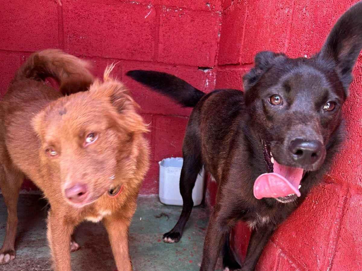 Adoção de Cachorro São Caetano do Sul/SP | Thor | 7 a 11 meses | Raça SRD-ViraLata | tamanho Médio