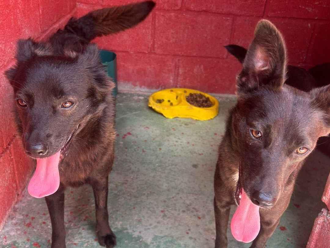 Adoção de Cachorro São Caetano do Sul/SP | Filhotinhos da Maria | 2 a 6 meses | Raça  | tamanho Grande