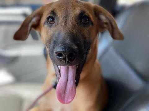 Adoção de Cachorro São Paulo/SP | Francesco | 2 anos | Raça Pit bull ou American Staffordshire Terrier | tamanho Grande