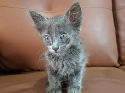 Gato SRD-ViraLata Pequeno Abaixo-de-2-meses