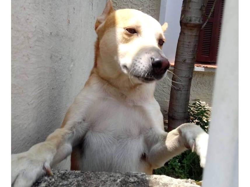 Adoção de Cachorro São Paulo/SP | Snoopy 10meses porteP  | 7 a 11 meses | Raça SRD-ViraLata | tamanho Pequeno