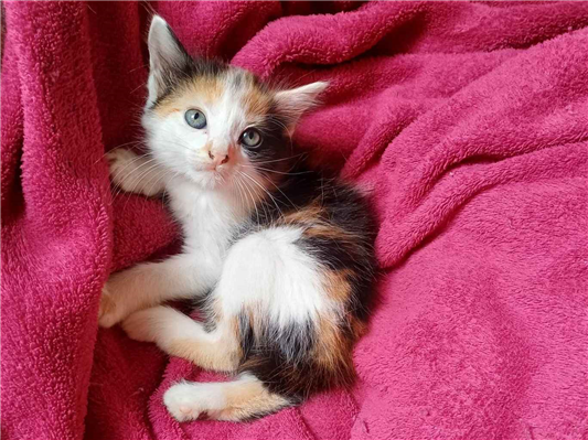 Gato Mix persa Pequeno Abaixo-de-2-meses