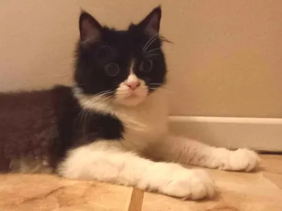 Gato Persa misturada Medio 1-ano