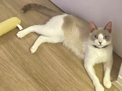 Gato SRD-ViraLata Pequeno 1-ano