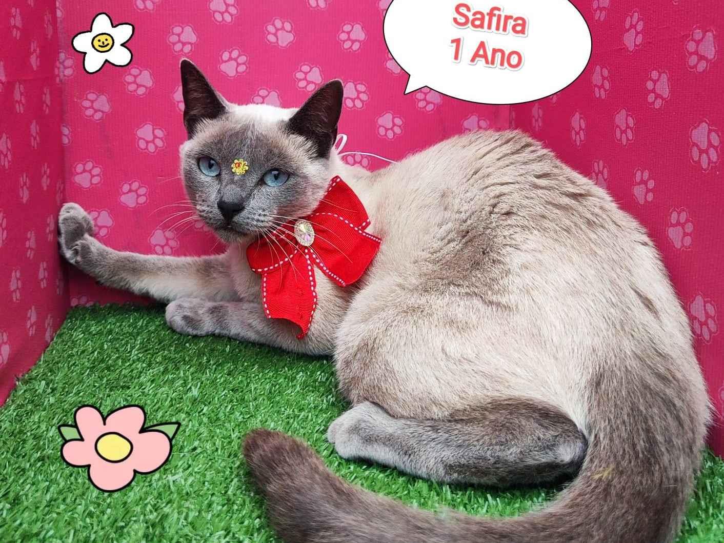 Adoção de Gato São Paulo/SP | Safira | 2 a 6 meses | Raça Srd | tamanho Pequeno