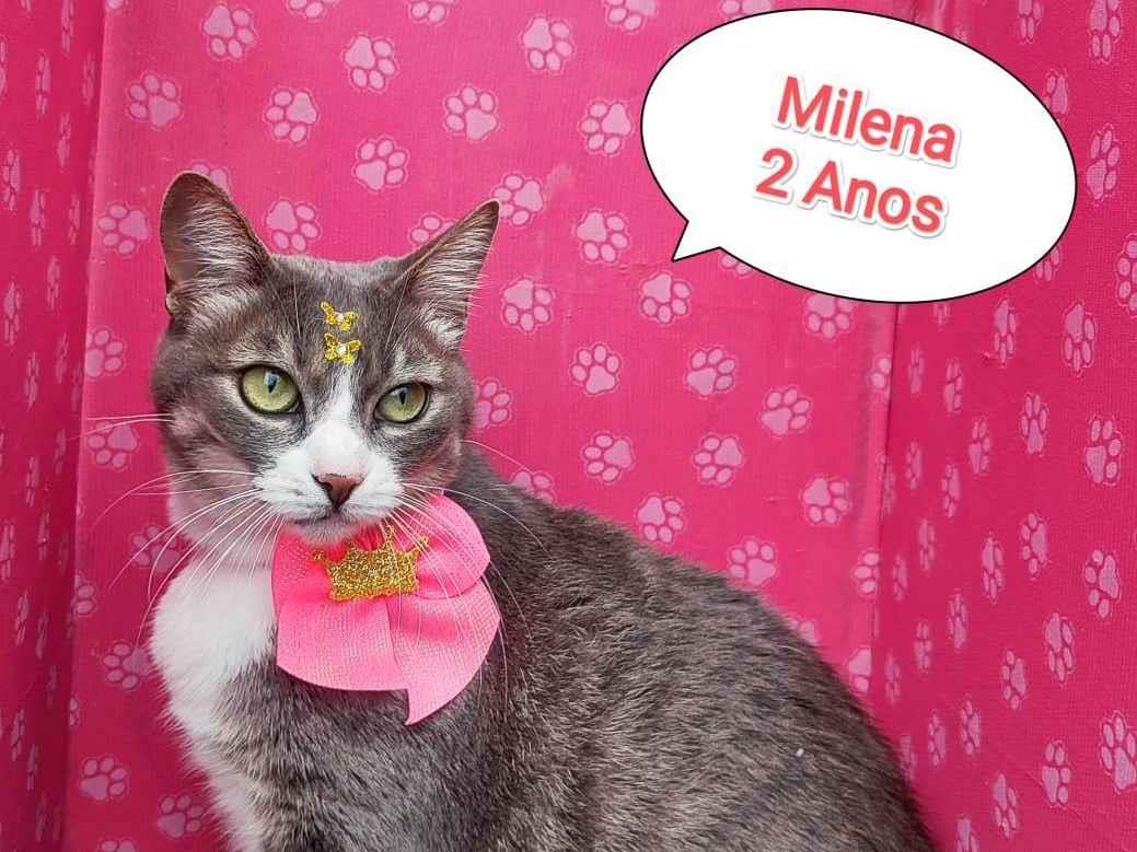 Adoção de Gato São Paulo/SP | Mimi | 2 a 6 meses | Raça Srd | tamanho Pequeno