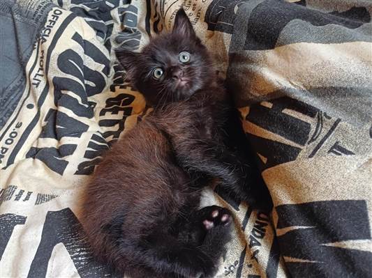 Gato Mix persa marrom Pequeno Abaixo-de-2-meses