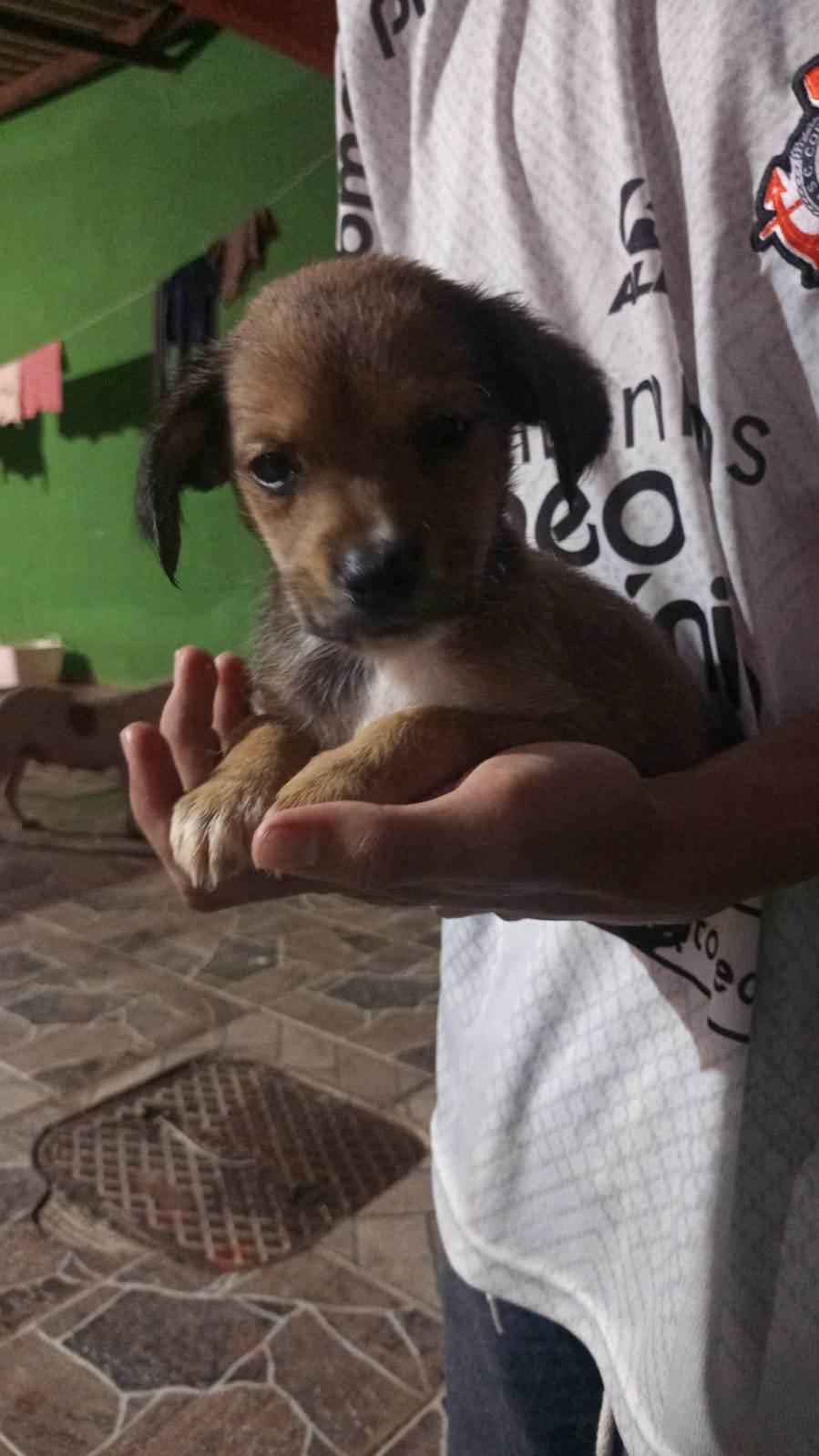 Filhotes da pipoca e kiara  para adoção | foto 2