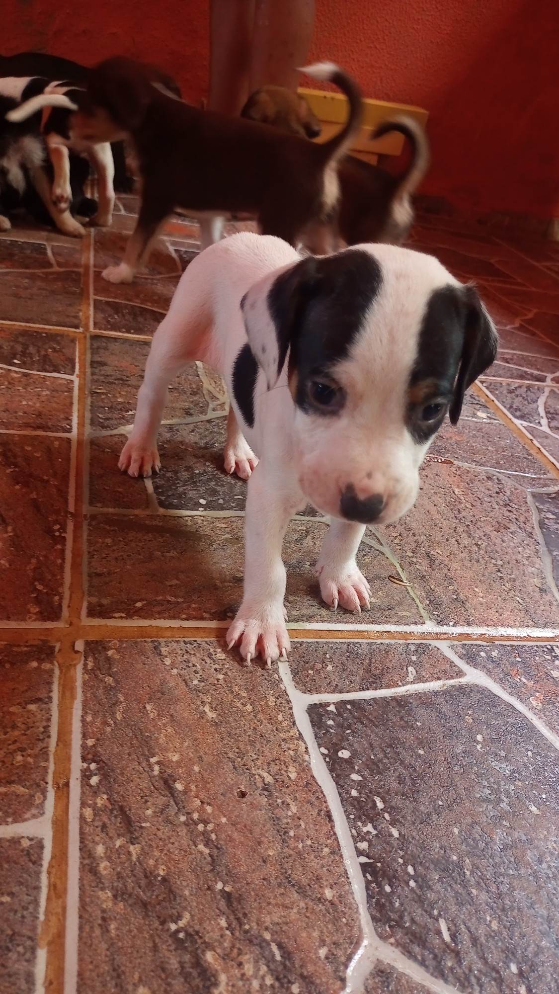 Filhotes da pipoca e kiara  para adoção | foto 3