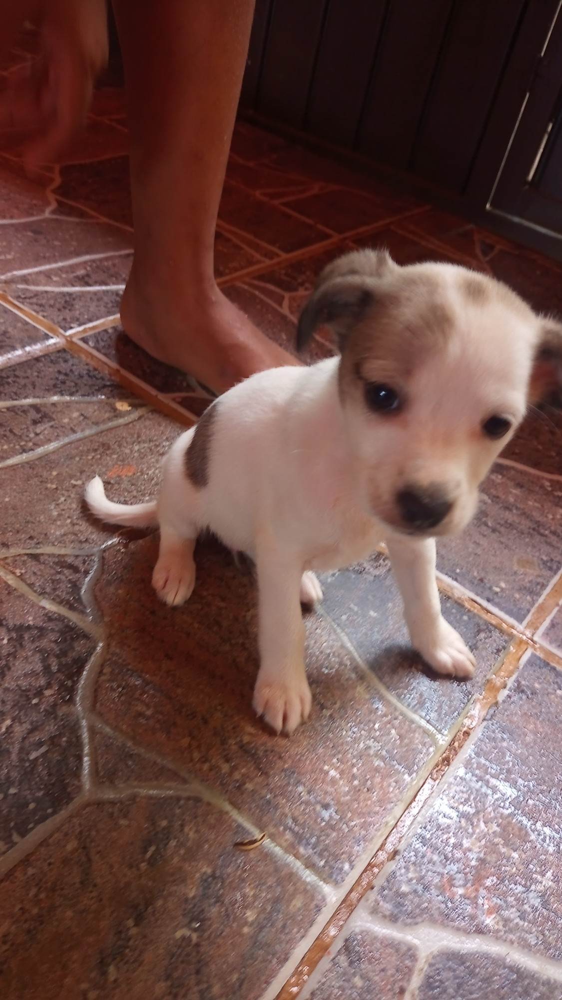Filhotes da pipoca e kiara  para adoção | foto 5