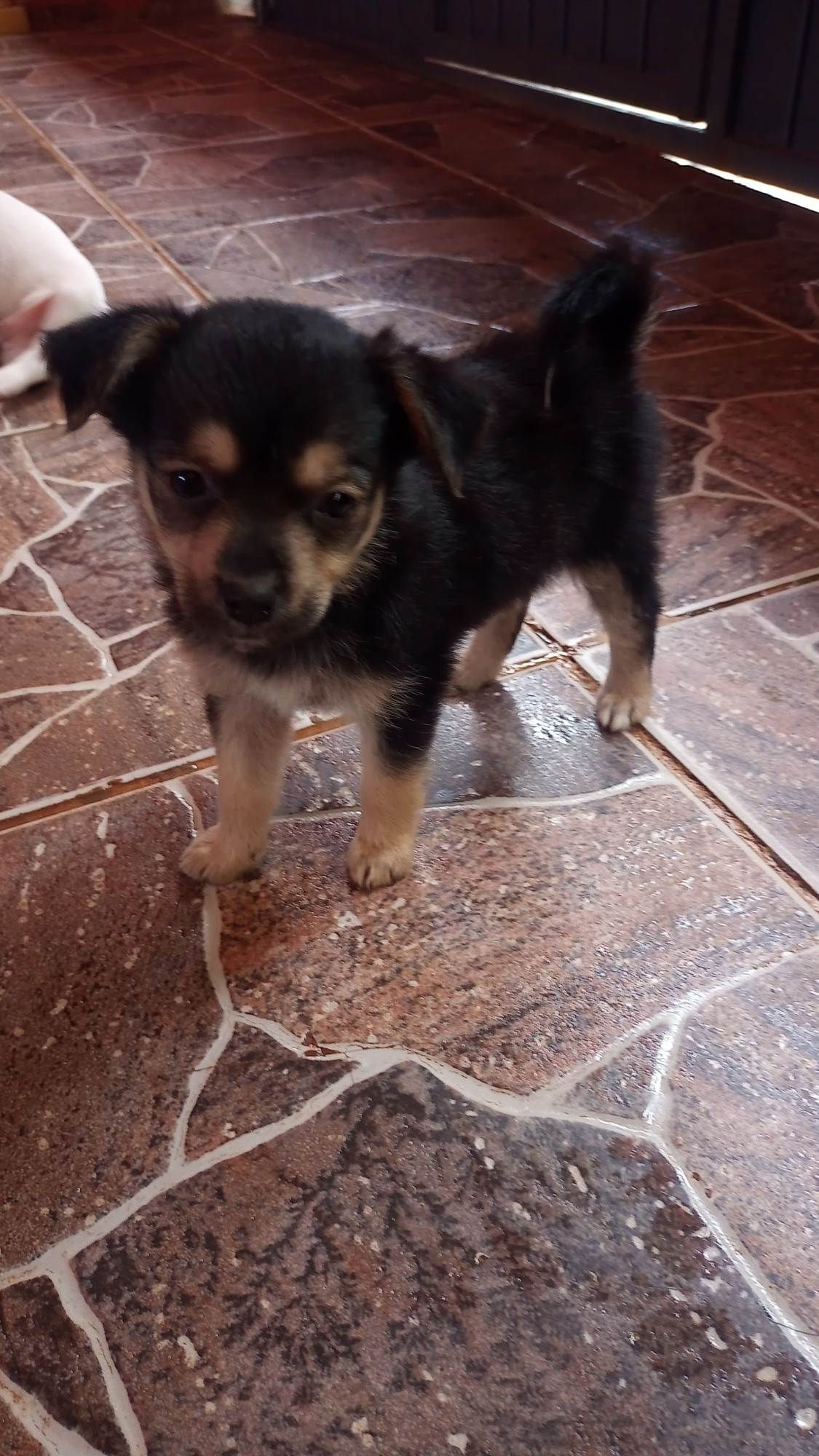 Filhotes da pipoca e kiara  para adoção | foto 6