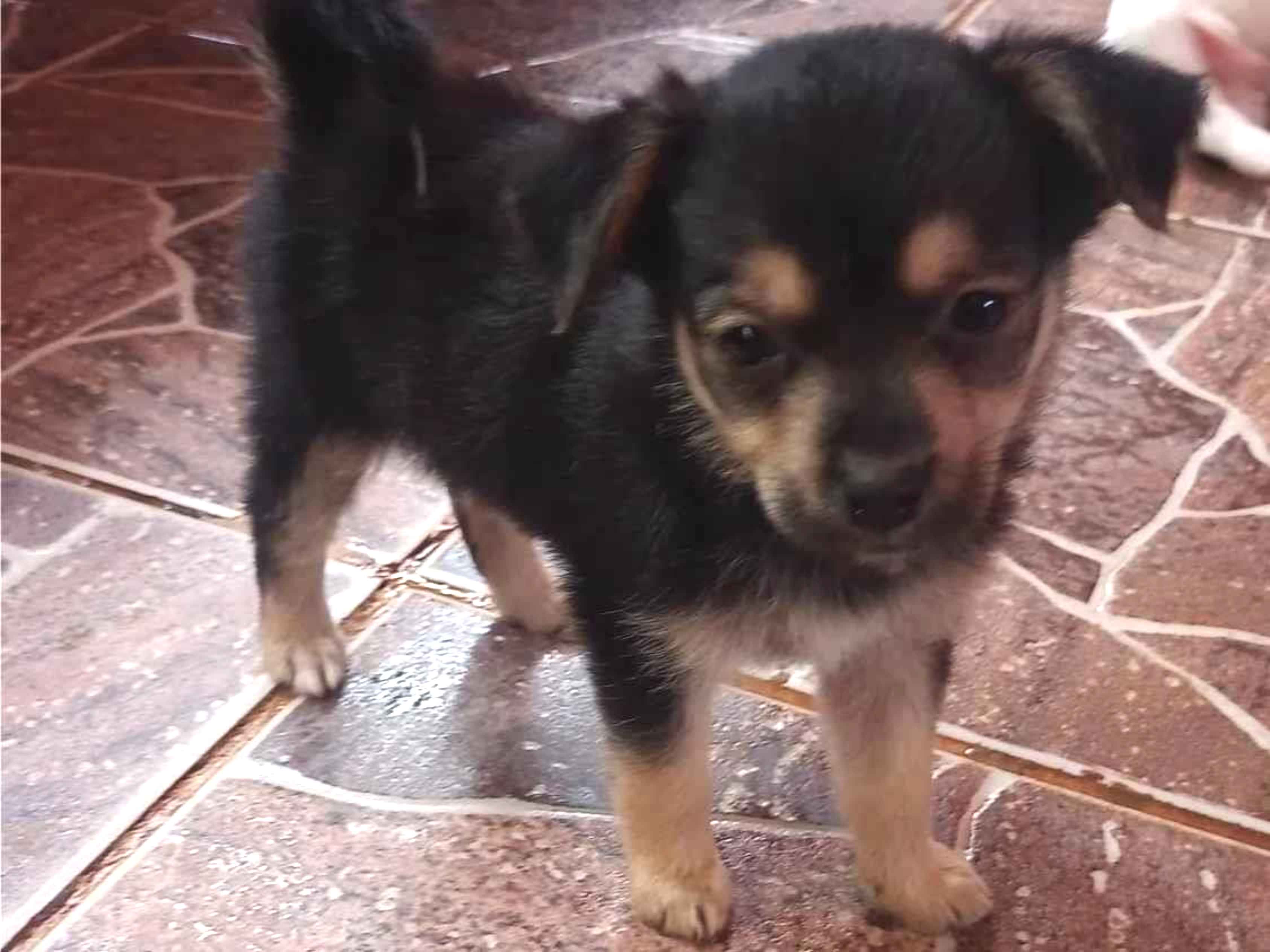 Filhotes da pipoca e kiara  para adoção | foto 1