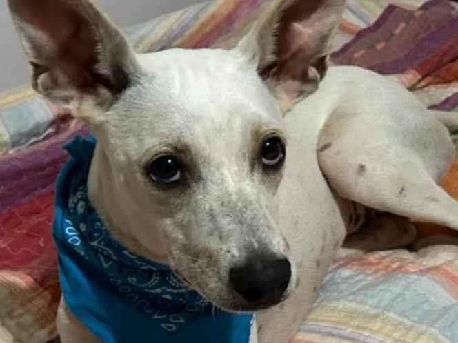 Adoção de Cachorro Rio de Janeiro/RJ | Sabrina | 7 a 11 meses | Raça Mestiça | tamanho Médio