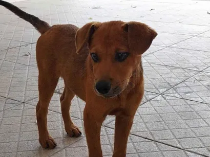 Cao SRD Medio 2-a-6-meses