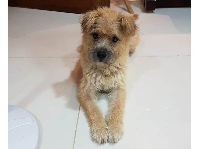 Adoção de Cachorro São Caetano do Sul/SP | Maggie | 2 a 6 meses | Raça  | tamanho Médio
